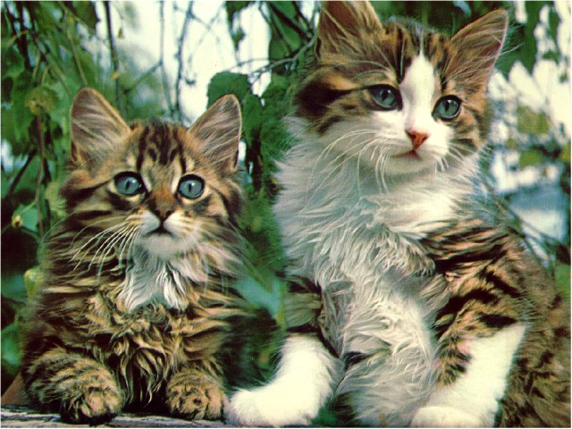 Crumpet & Thor